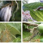 Traces de papillon des pommes