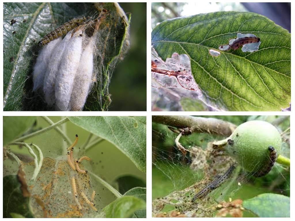 Traces de papillon des pommes