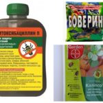 Remèdes contre les scolytes