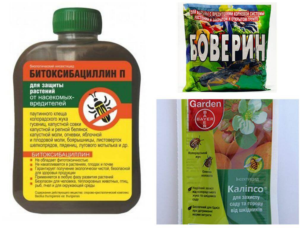 Remèdes contre les scolytes