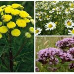 Herbes de mite