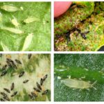 Thrips chez les orchidées