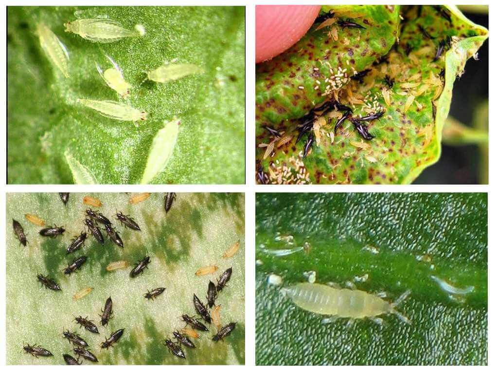 Thrips chez les orchidées