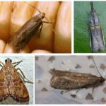 Types de papillon