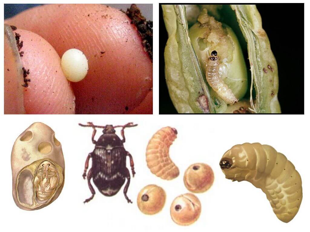 Œufs et larves de charançon du pois