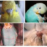 Les puces chez les perroquets