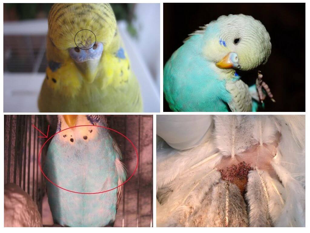 Les puces chez les perroquets