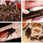 Manger des cafards