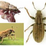 Charançons des tubercules