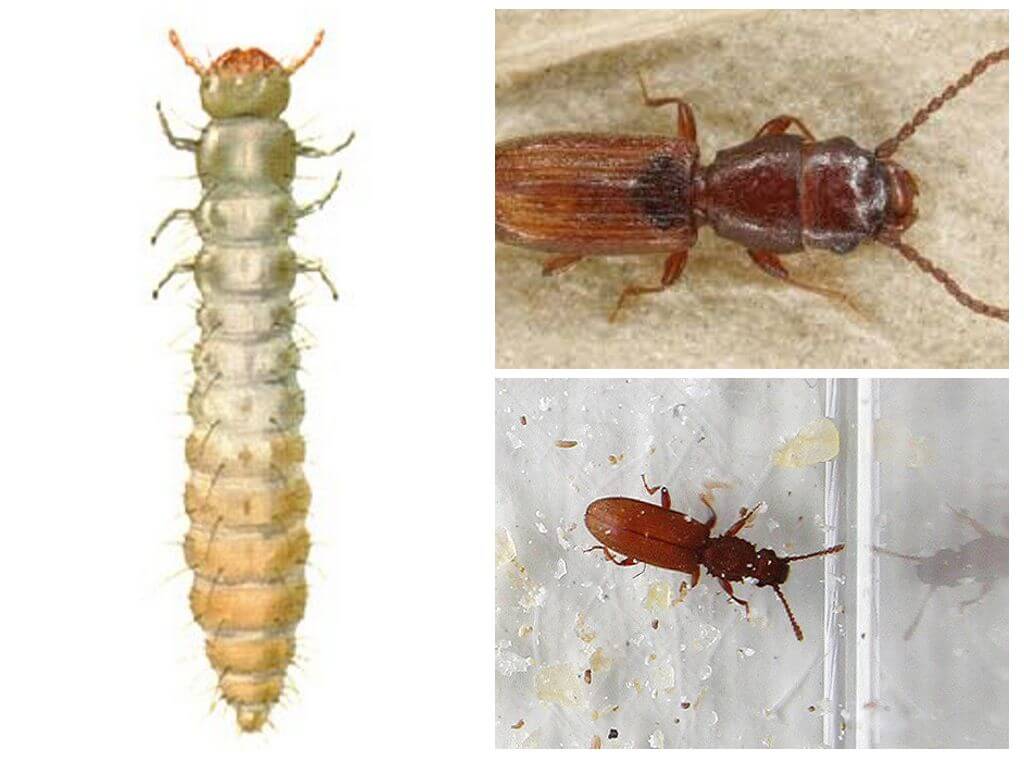 Suriname mucosées larves