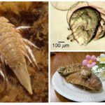 Blatte de mer-1