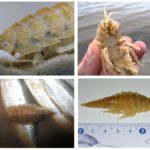 Blatte de mer