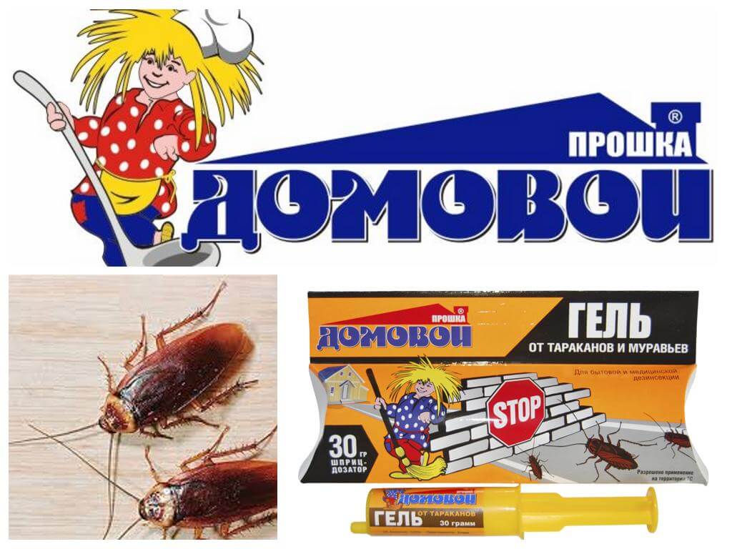 Proshka Brownie