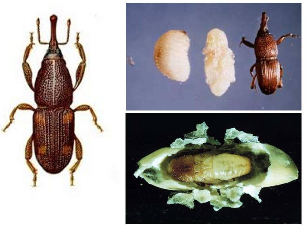 Larves de charançons du riz