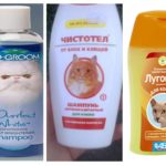 Shampooings aux puces