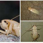 Cafard albinos