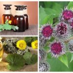 Herbes dans les shampooings aux puces