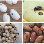 Dégâts des grains