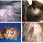 Allergique aux piqûres de puces chez le chat