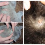 Gouttes allergiques aux puces