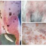 Dermatite atopique chez le chien