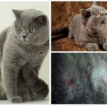Les puces chez les chats britanniques