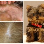 Les puces ont yorkshire terrier