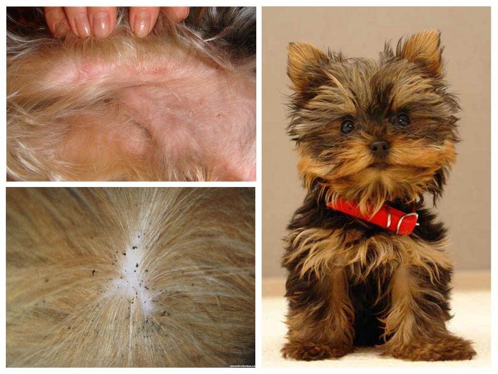 Les puces ont yorkshire terrier