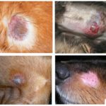 Dermatophytose chez le chien