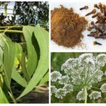 Eucalyptus, anis et girofle