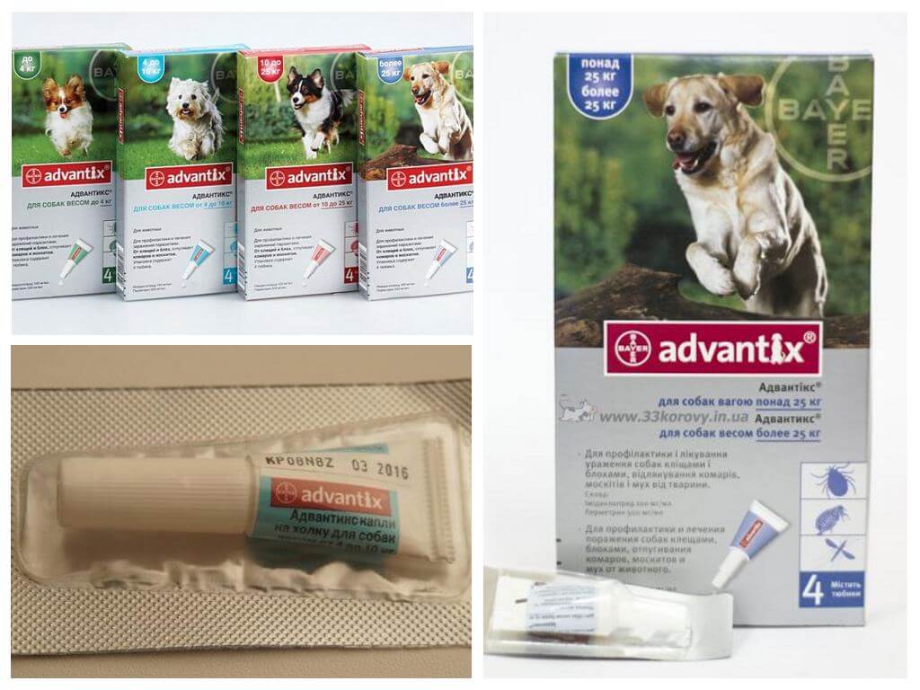 Les puces gouttes Advantiks