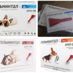 Gouttes Gel Mintal sur le garrot