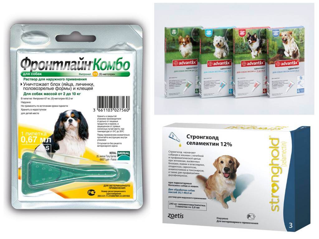 Gouttes aux puces chez les chiens
