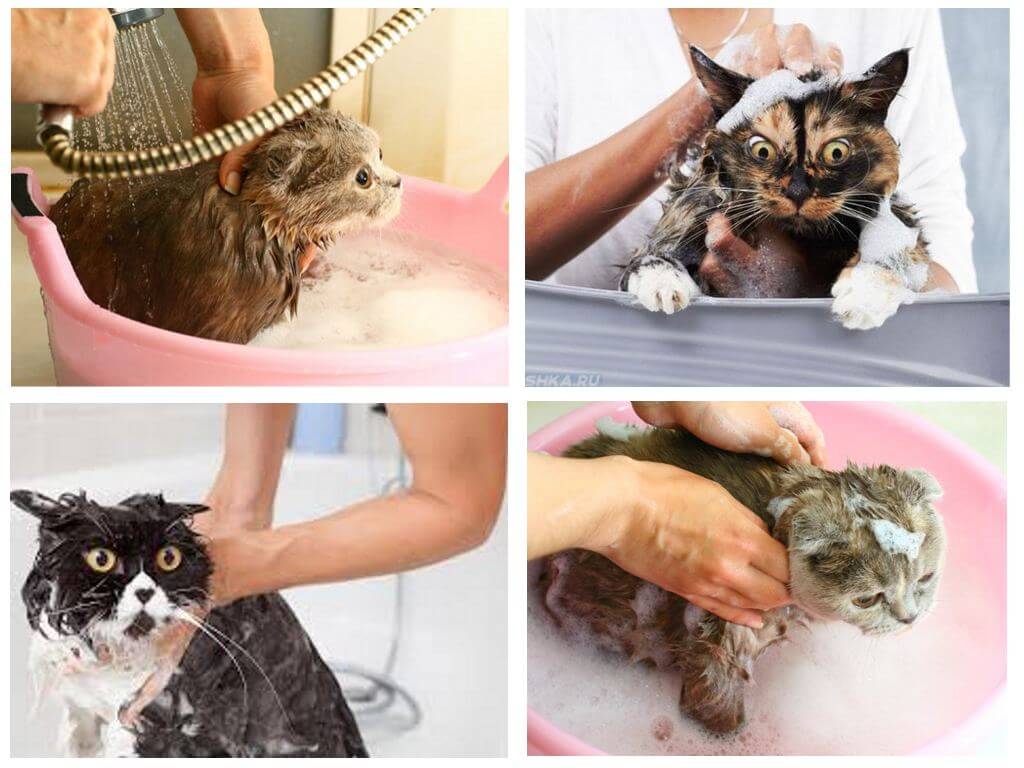 Shampooing de bain chat