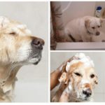 Chien de bain