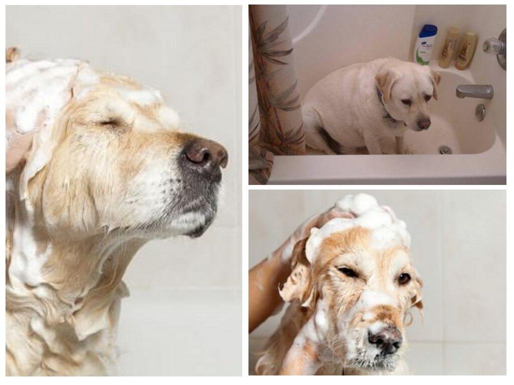 Chien de bain