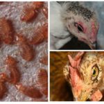 Puces de poulet-1