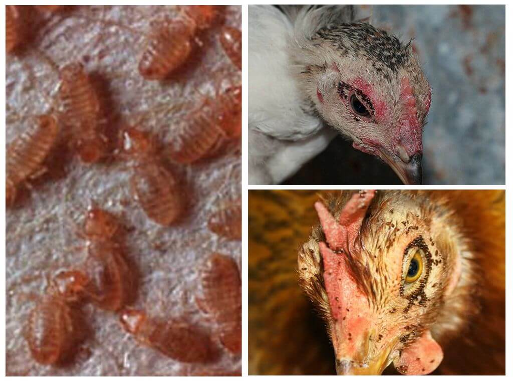 Puces de poulet-1