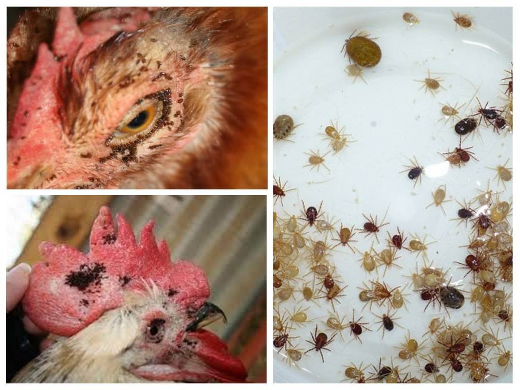 Puces de poulet