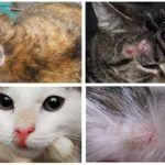 Priver les chats