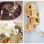 Traitement de la litière aux puces et chats