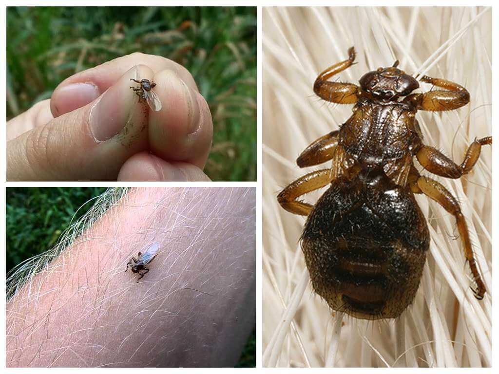 Sangsue de cerf