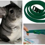 Collier anti-puces pour chinchillas