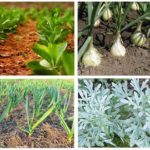 Plantes Aux Puces
