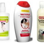 Shampooings aux puces