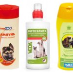Shampoing aux puces chez le chien