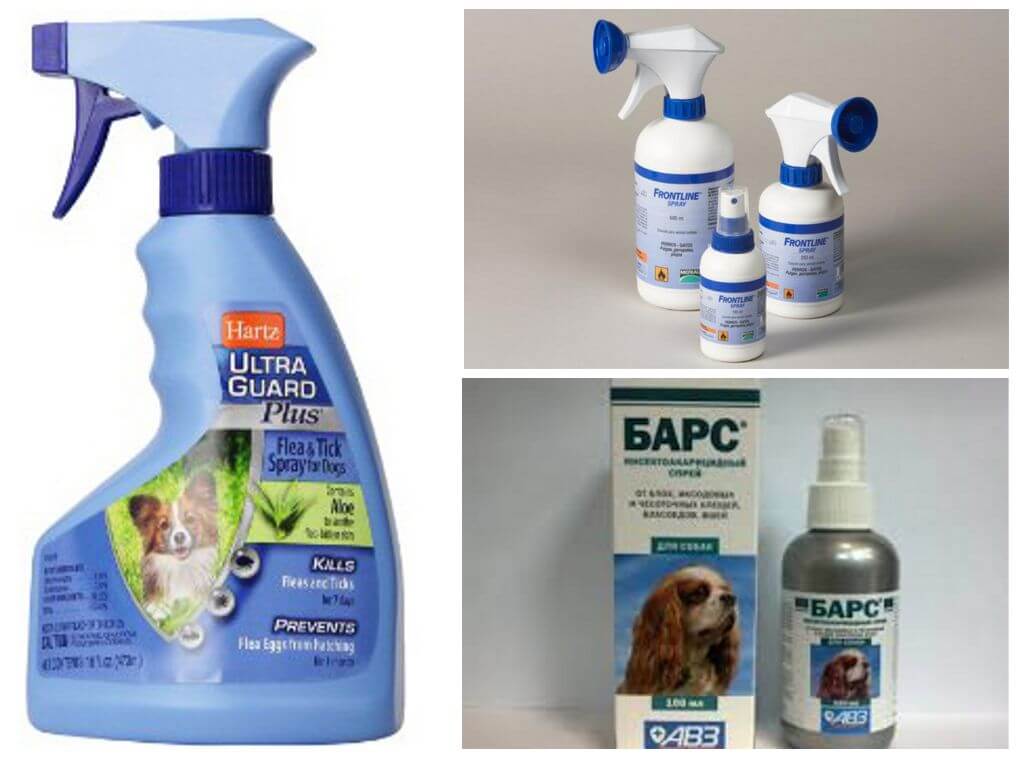 Sprays contre les puces chez les chiens