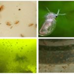 Daphnia croissante