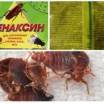 Phenaxin Poudre