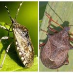 Puanteur bug-1